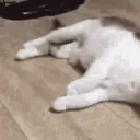 catrise