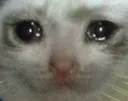 sad_cat