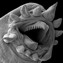 waterbear_kek Discord emoji