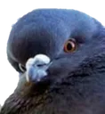 pidge