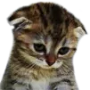 sadcat Discord Emoji
