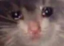 Sadcat
