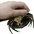 scarabpat