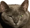 uwot