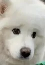 bruhdog2