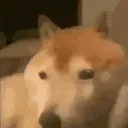 dog_bonk