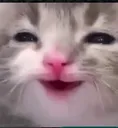 TC_CatHeh