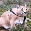 chonk_floppa