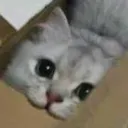 cattochomp