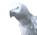 parrotnod parrotnod