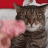 petunia