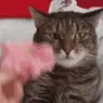 petunia