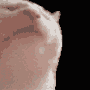 gatofiesta Discord emoji
