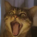 AAAA