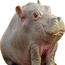 Hippo