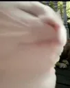 VibingCat