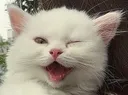 Wink