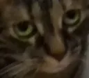 lemmykot2 lemmykot2