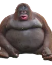 Monke