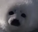 CafeSeal