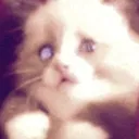 JennyCat Discord Emoji