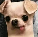 confoozled