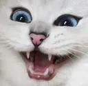 AAAAAAAAAAA