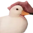 duck_pat