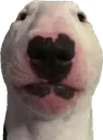 WeirdDog
