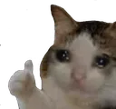 sadcat