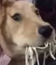 dogeatingnoodles Discord Emoji