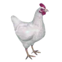 chimken