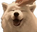 stwhelping_dogPet