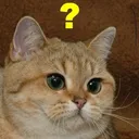 CatConfused