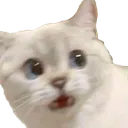 Cat Scared Discord Emoji