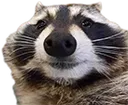 raccoon