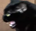 TIC_cat_scream