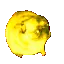 pug_dance