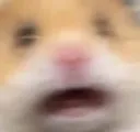 hamscream