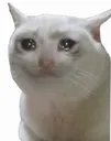 sad_cat Discord Emoji