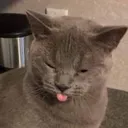 Catastrophe_bleh