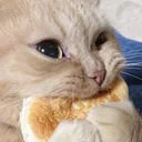 Owo