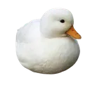 lesqushduck2