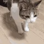 thiscat
