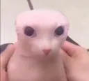 bingus