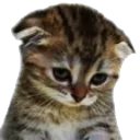 catsad