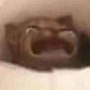 catcryy