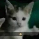 thumbsupcat thumbsupcat