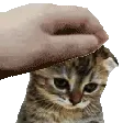 TSCatSadPat TSCatSadPat