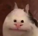 bonkcar bonkcar